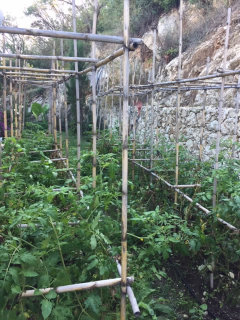 TOMATOE PLANTS IN THE HOUSE GARDEN - COSTA EMMELIA | SUMMER RENTAL HOUSE WITH A VIEW - LEFKADA, GREECE